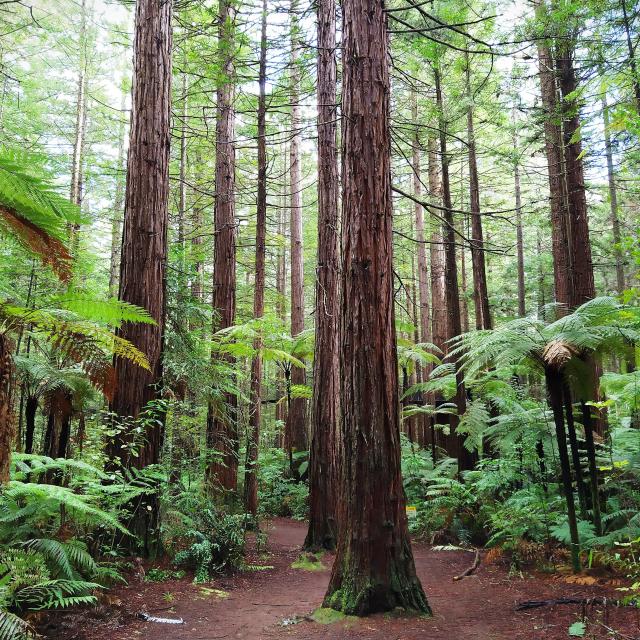 Redwoods_Rotorua